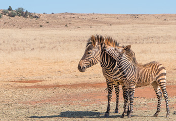 Africa Safari Zebra and foul