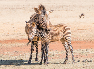 Zebra mother and foul