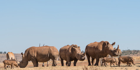 Rhino feeding