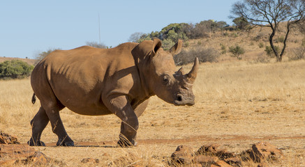 Rhino Safari