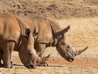 Rhino Safari
