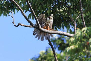 Eurasian hobby (Falco subbuteo) in Japan