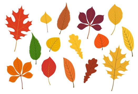秋の紅葉イラストset