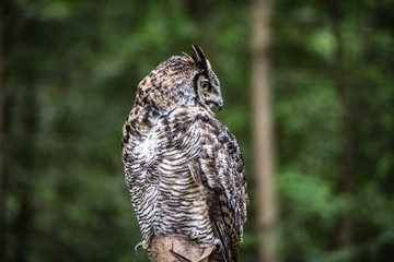 Owl in Jasper National Park