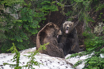 Bears in Jasper National Park