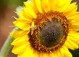 Obraz premium Gelbe Sonnenblumenblüte