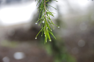 A Close-up of Spruce with Water on it