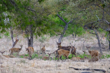 A group of wild deer resting under the tree in a safari during a clear day.