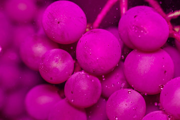 purple grapes macro