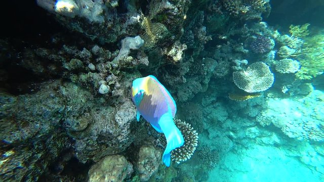 A bright parrot fish sails among the corals of the Red Sea.