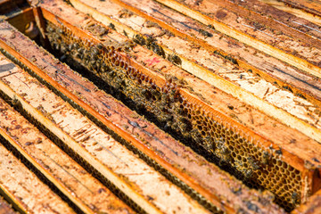 Bees in beehive