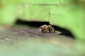 Bee in beehive