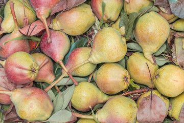 pear texture fruit
