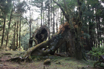 Lush rain forest along the Shiratani Unsuikyo trail on the southern island of Yakushima, Japan