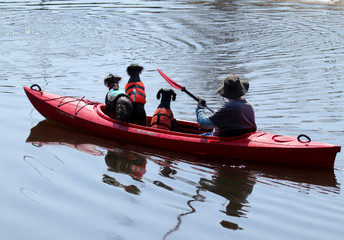 three dogs and a man on a boat, guy with dogs on a kayak a funny situation, Poland