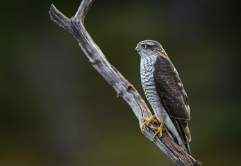 Sparrow hawk (Accipiter nisus)