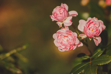 pink damask rose bush closeup on field background, local focus, shallow DOF