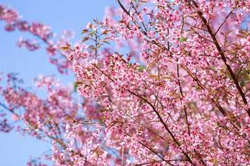 Obraz premium Wild Himalayan Cherry Blossoms in spring season (Prunus cerasoides), Sakura in Thailand, selective focus, Phu Lom Lo, Loei, Thailand.