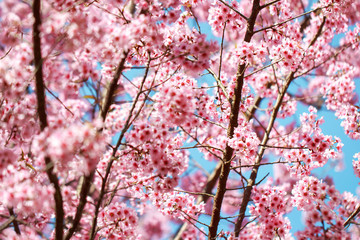 Wild Himalayan Cherry Blossoms in spring season (Prunus cerasoides), Sakura in Thailand, selective focus, Phu Lom Lo, Loei, Thailand.