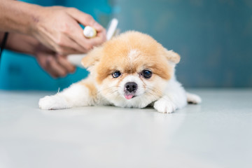 Groomer man haircut cute Pomeranian in hair service. Dog grooming, pet , beauty and business concepts.