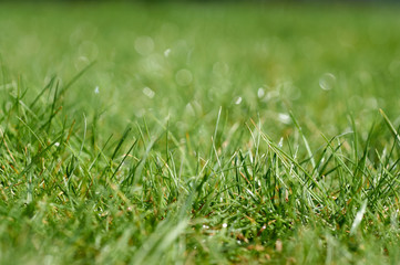 Wet grass
