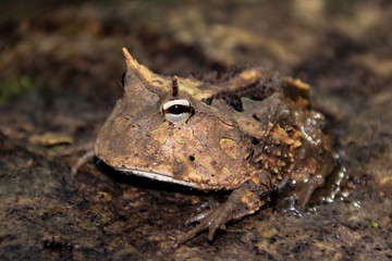 Amazon Tree Frog