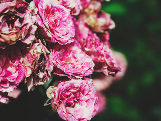 Amazing bouquet of pink roses. Vintage toned image. Copy space. Beautiful bush in the flower garden.