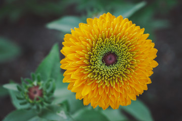 Rudbeckia hirta 'Maya' Black Eyed Susan