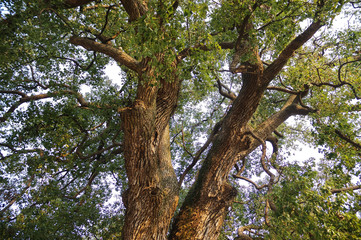 Green and Luxuriant trees