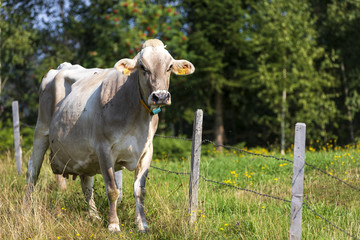 Fototapeta premium Kuh auf einer Wiese einer Koppel im Allgäu.