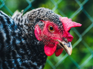 Beautiful super close-up portrait of chicken on home farm. Livestock, housekeeping organic agriculture concept. Hen with red scallop looking to camera