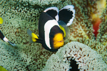 Naklejka na ściany i meble Panda anemonefish amphiprion polymnus