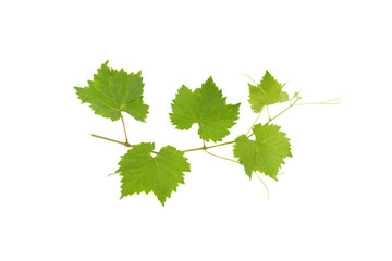 branch of a vine grapes isolated on a white background