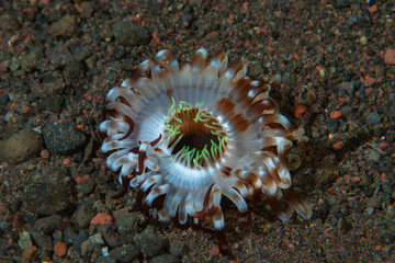 Sea Anemone