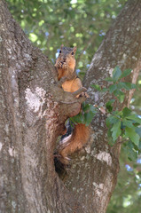Brown Squirrel Eating
