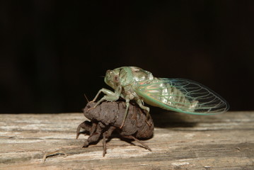 Cicada on Shell