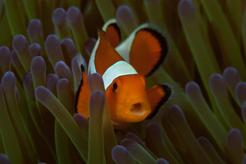 Western anemonefish Amphiprion ocellaris
