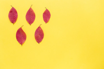 Autumn red leaves on bright yellow background. Abstract concept of autumn