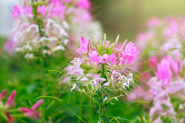 Beautiful Cleome spinosa or Spider flower in the garden