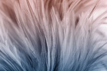 Pastel colored of chicken feathers in soft and blur style for the background