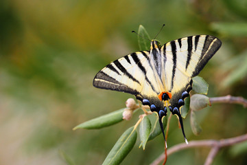 The scarce swallowtail in Croatia oliva tree in Europe