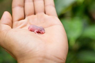New born rat baby in human hand.