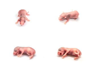 Baby rats born rats. small mouses. isolated on white background.