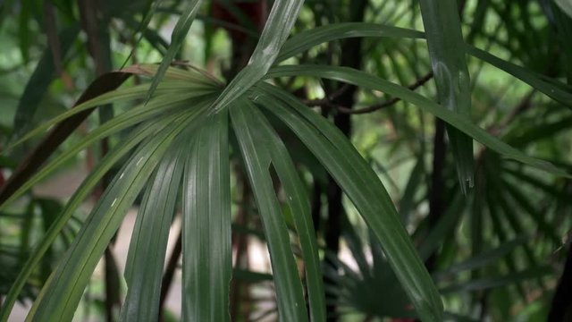 Green Lush Palm Tree Leaves Foliage