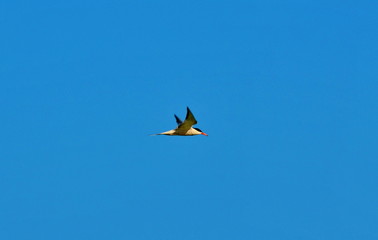 A flying seagull against the background of a blue summer sky