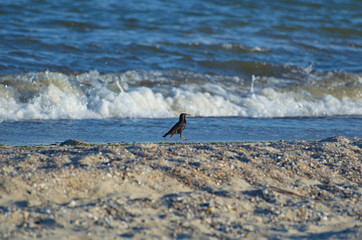 Naklejka premium The crow runs along the sandy beach against the background of the sea wave