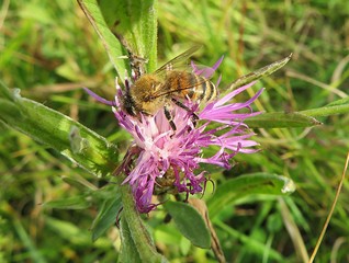 Bee on purple centaurea flower in the meadow, closeup