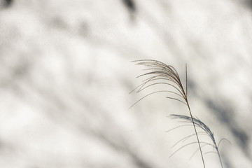 Grass flower with shadow on white background.