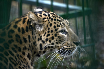 Fototapeta na wymiar Leopard at the zoo