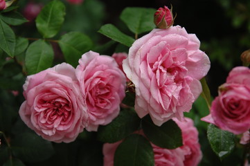 ローズガーデンの薔薇